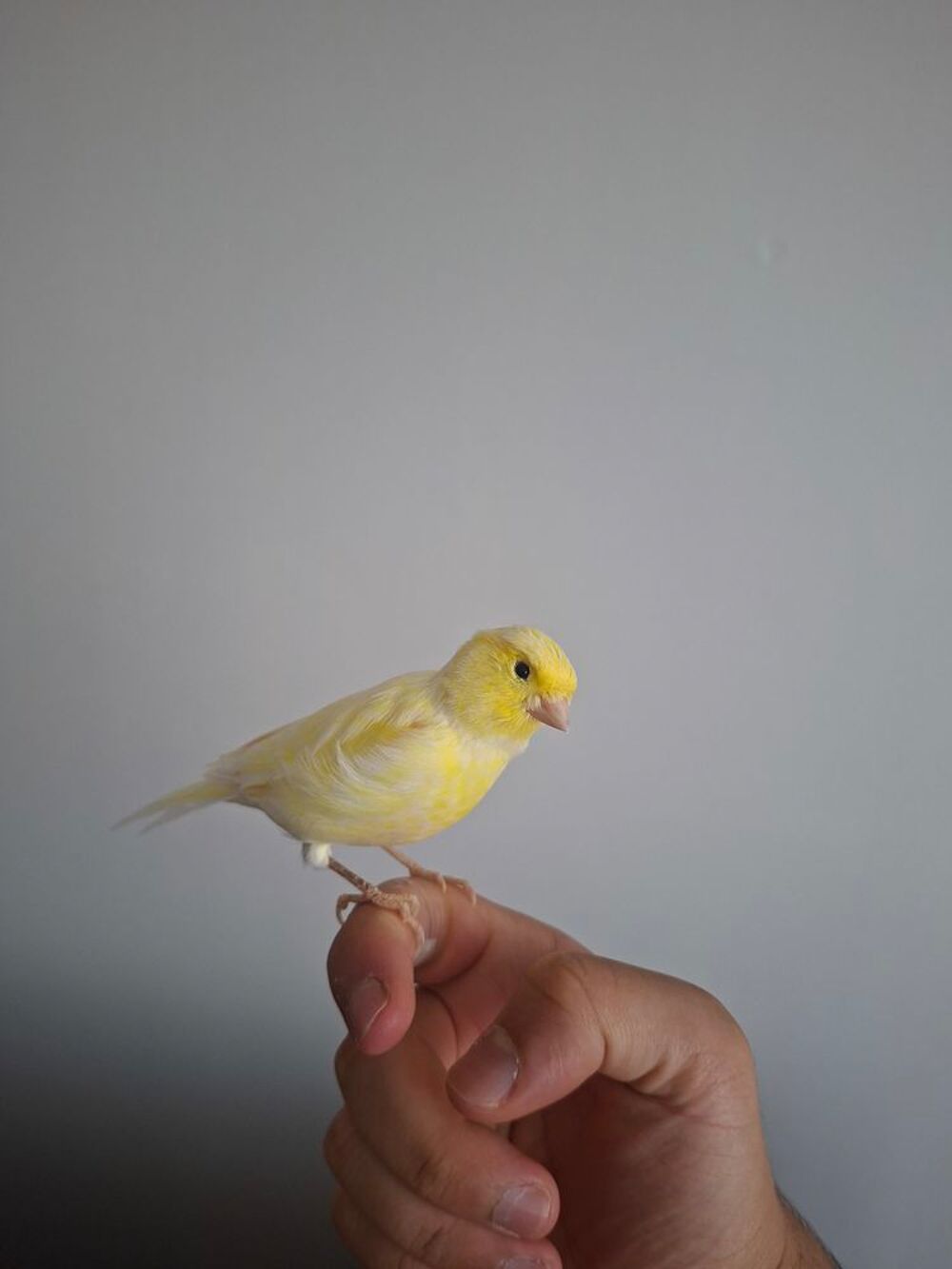   Canari eam 