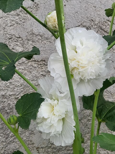 Confiez votre tortue dans de bonnes conditions77 0 77500 Chelles