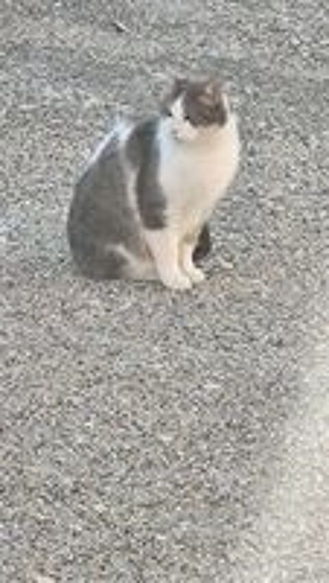   Chat FRIMOUSSE � l adoption 