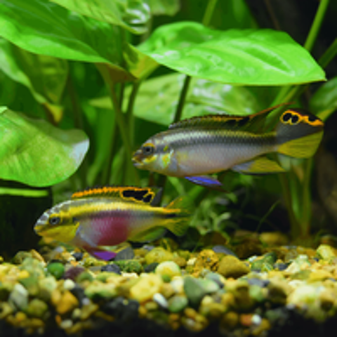   Pelmatochromis Pulcher 