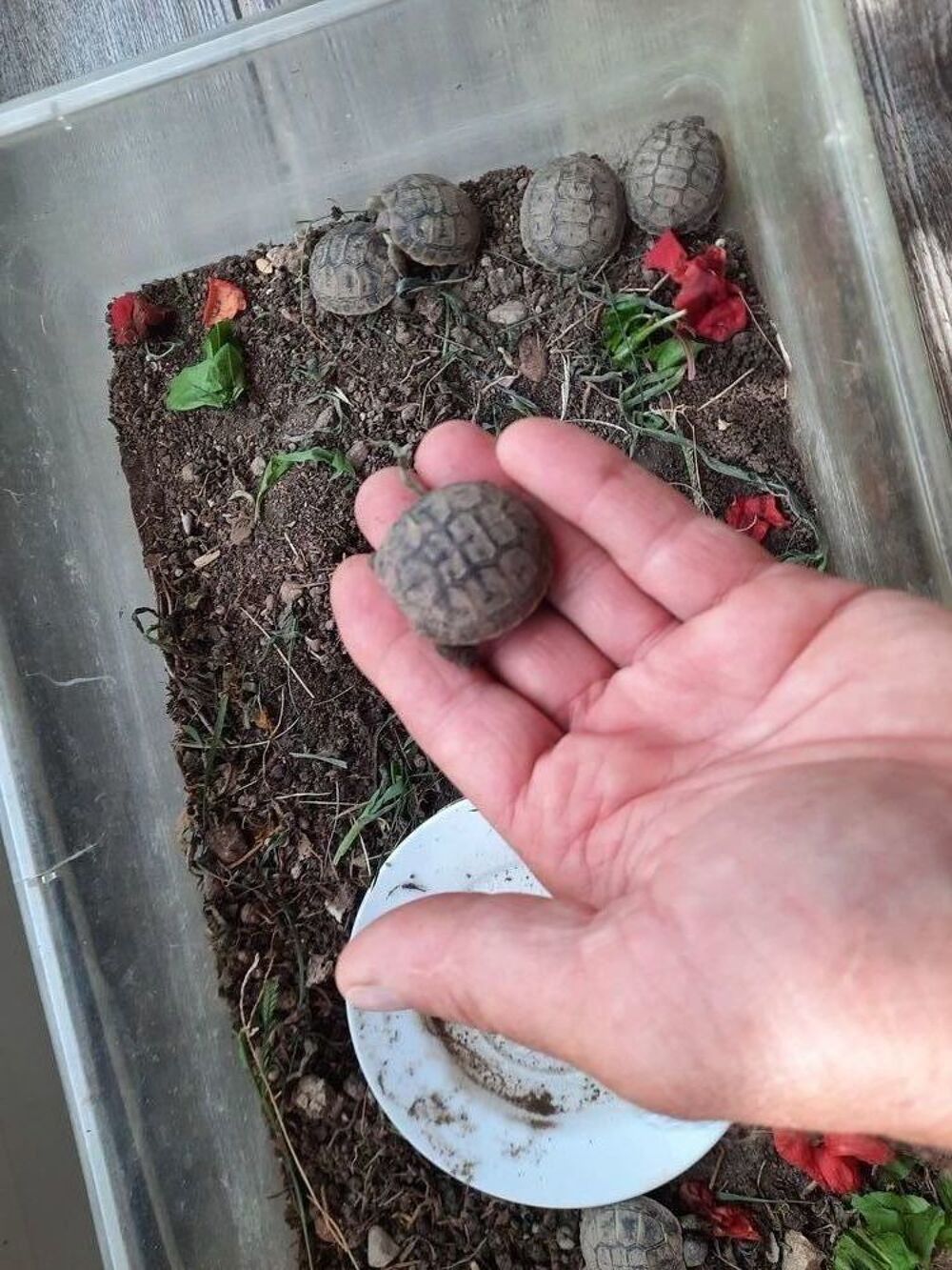   Tortue 