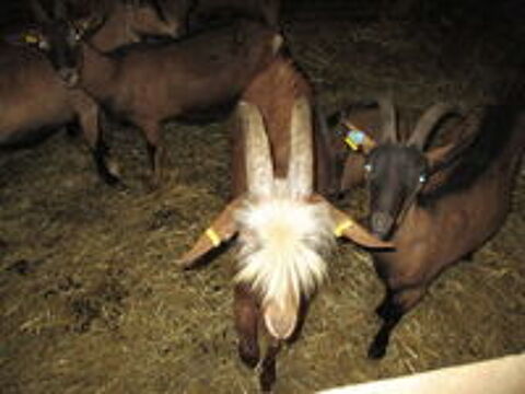   bouc  