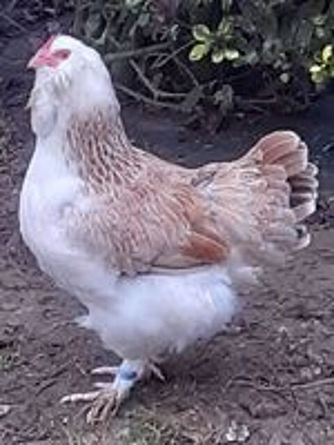    poules et coq  faverolles allemande pure race 