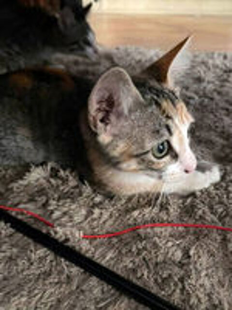   CLOE 