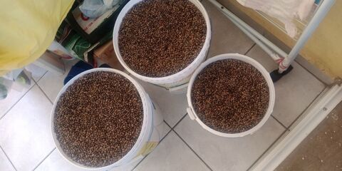 Graines de Carapates (ricins) 10 Saint-Claude (97)