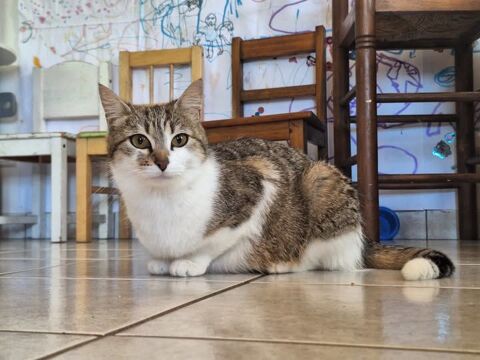 Chat FLOCON à l adoption 200 07380 Chirols