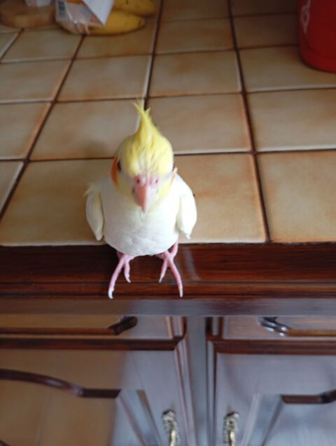 calopsite femelle eam tr&egrave;s sociable 120 59590 Raismes