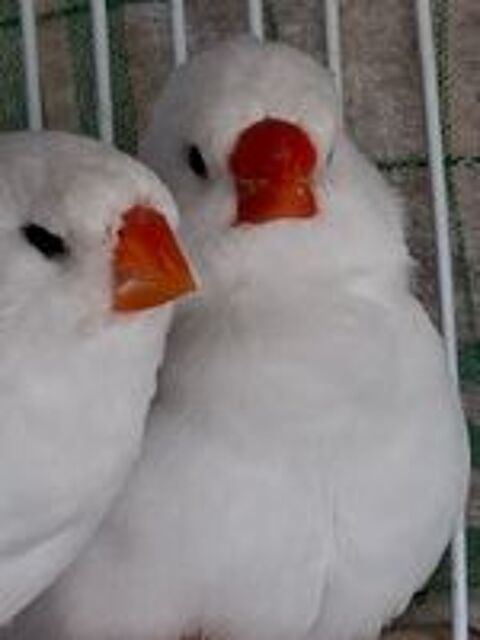   Mandarin et moineau du japon  