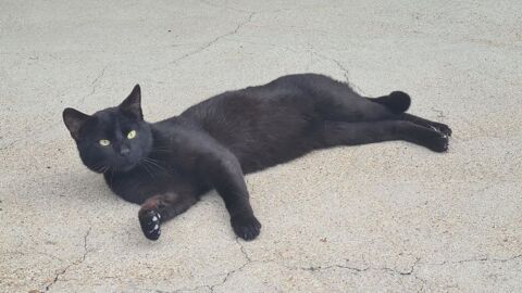 Adorable chat m&acirc;le 2 ans a adopter 160 16210 Chalais