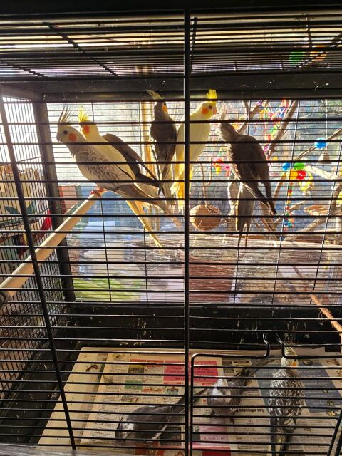 Calopsite  a lucciana  don
0 20290 Lucciana