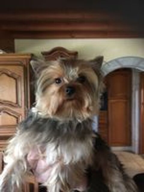   MAGNIFIQUE YORKSHIRE TOY FEMELLE ET MALE 
