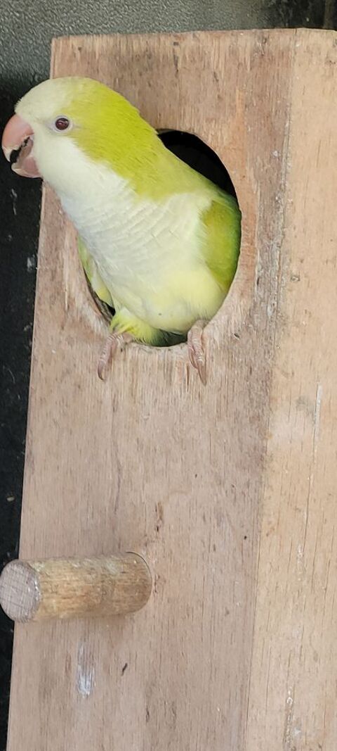 Conure souris 100 26200 Montélimar