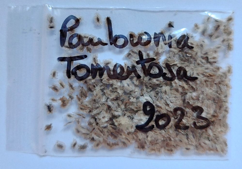 300 graines fra&icirc;ches de Paulownia Tomentosa Jardin