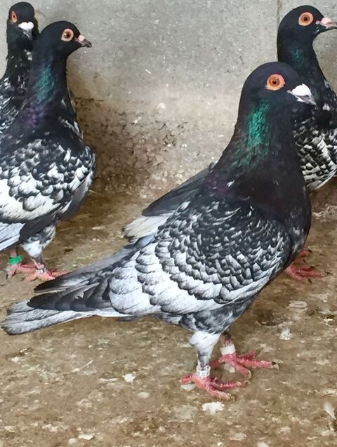 Pigeon de race " Tête Colorée de Brive " 20 53370 Saint-pierre-des-nids