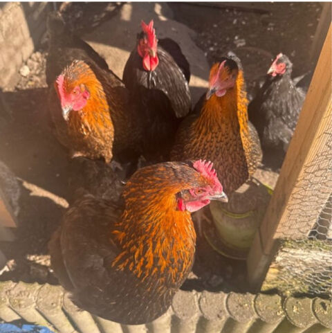 lot de poules +coq 62160 Bully-les-mines