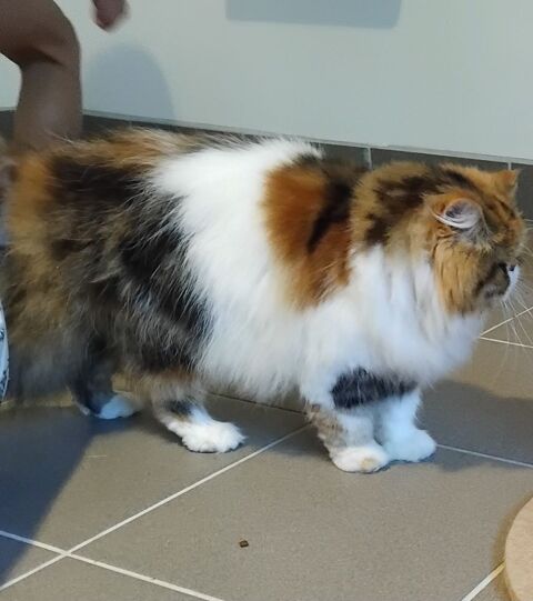 Femelle PERSAN 1500 38150 Anjou