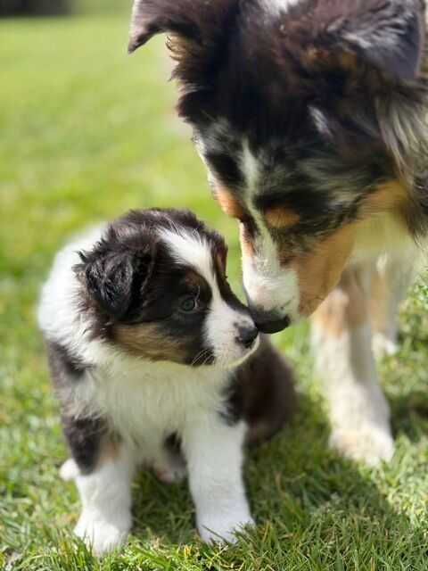 Chiot Berger Australien 1400 44780 Missillac