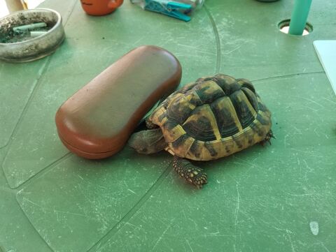 jeunes tortues Hermann 150 77570 Chteau-landon