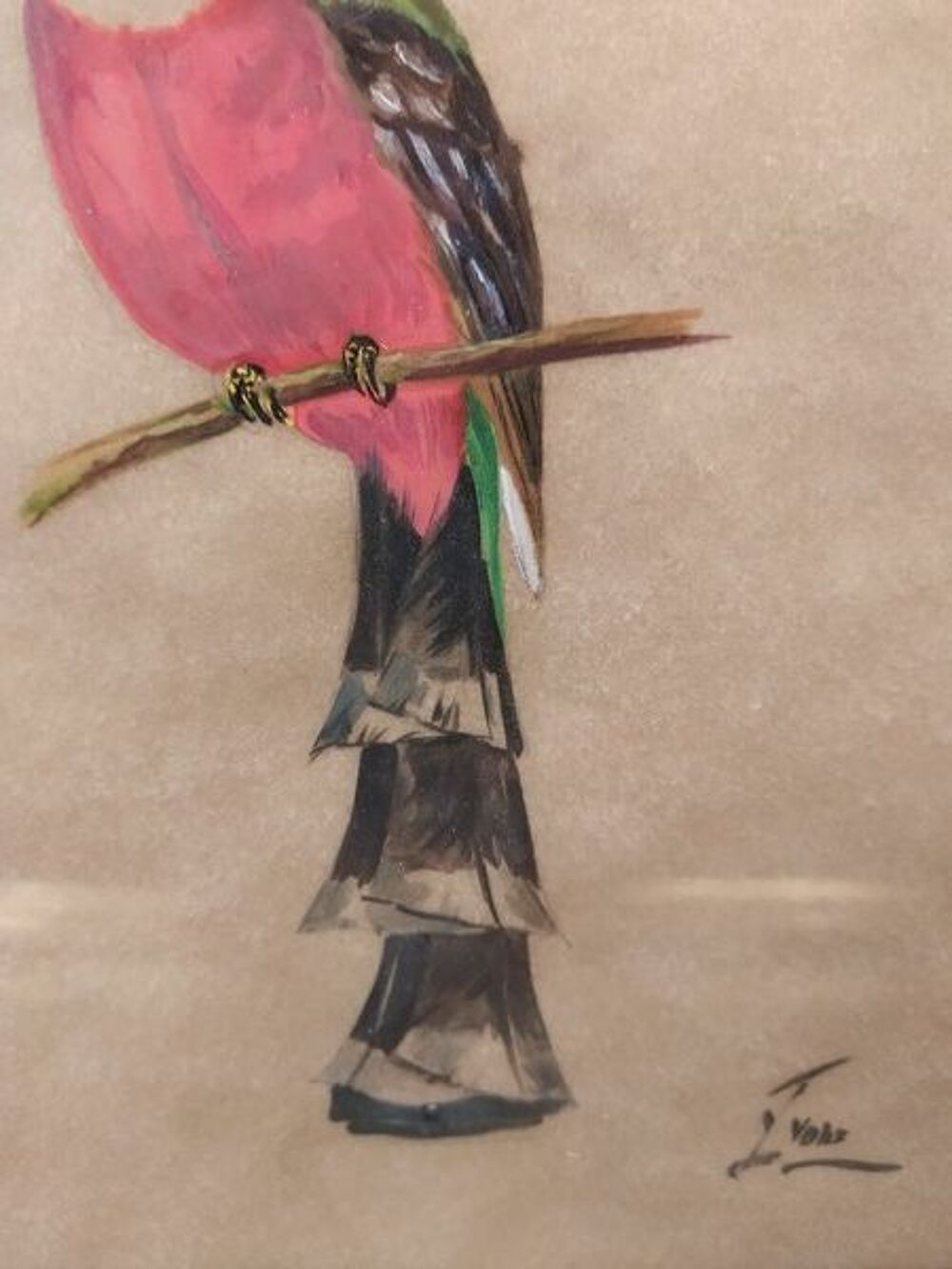 Tableau Ornithologie Oiseau Trogon Montagnard Sign&eacute; Yvone 
