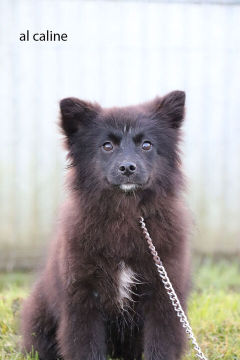 Femelle Pomsky F2a noire (pomsky certifiée par tests embark) 900 53220 Larchamp