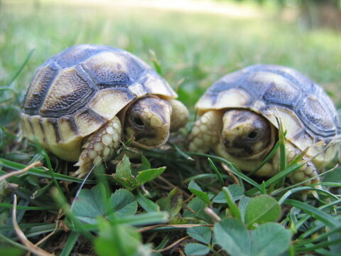 Tortue de terre 70 31000 Toulouse