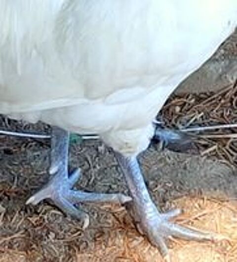   OEUFS FECONDES DE POULES DE BRESSE A PATTES BLEUES 