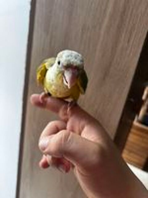   Conure EAM apprivoisé 