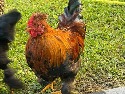 2 coqs Padoue Gif-sur-Yvette (91)