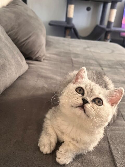 Magnifique chaton british shortair 550 72000 Le mans