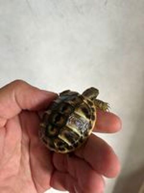   Bb tortues  
