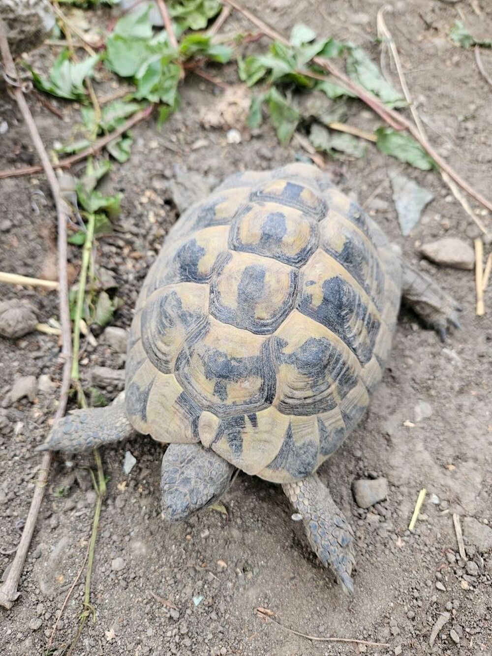   Tortue mâle Herman  