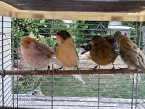   Canari  