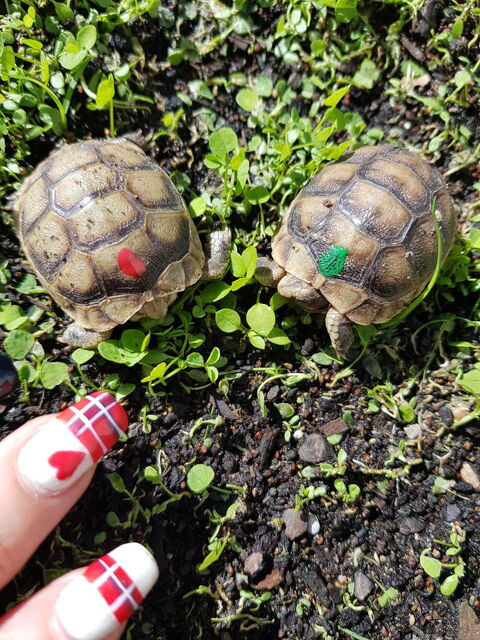 Tortues terrestre 70 06480 La colle-sur-loup