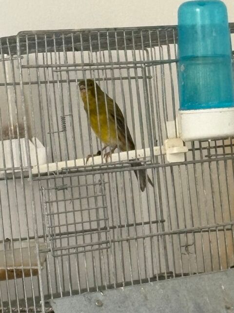 Canari sylvestre  20 42800 Rive-de-gier