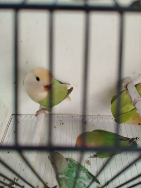 Ins&eacute;parable 50 34290 Valros