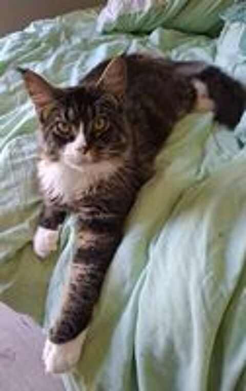   Mâle Maine coon  