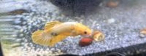   poisson combattant male yellow 