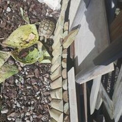   Tortue graeca 5 ans mâle  
