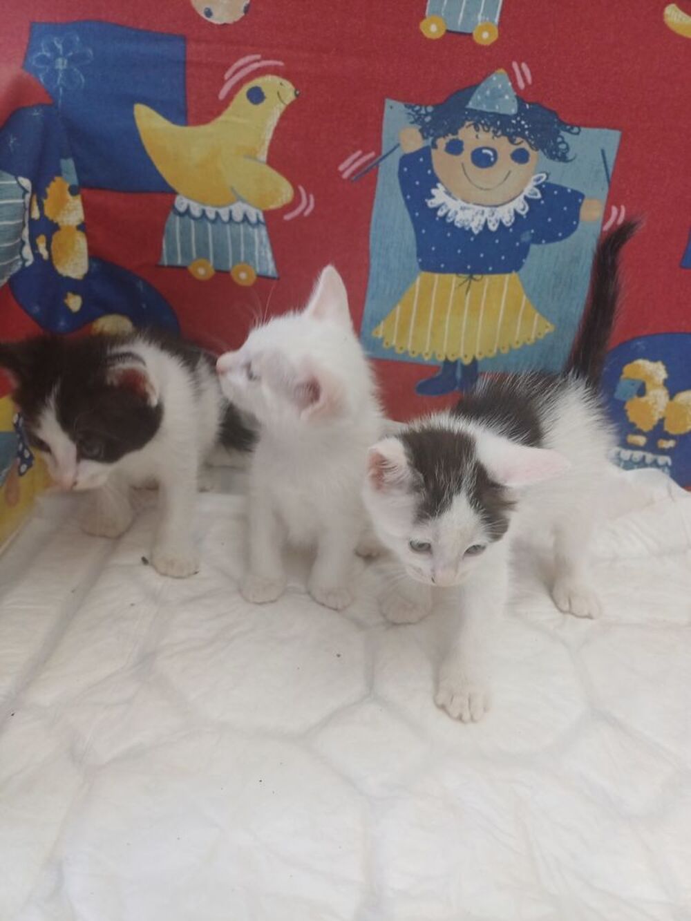   Bb chaton de maman angoras turc  