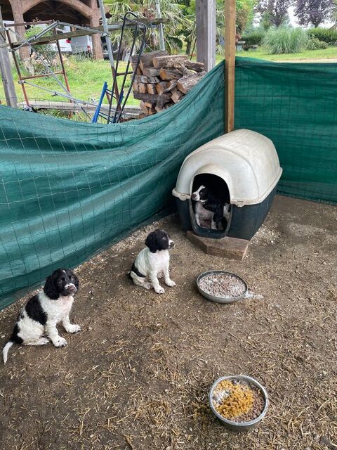 chiots springer anglais 500 12200 Morlhon-le-haut