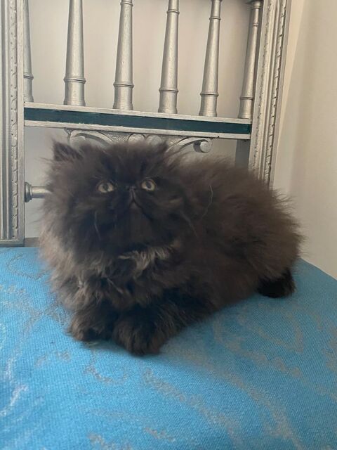 Magnifique chaton Persan  0 56460 Le roc-saint-andr