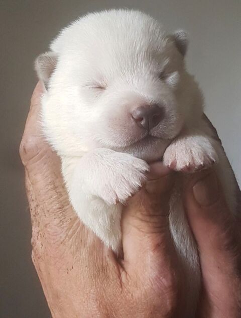 Magnifiques chiots husky LOF blanc pur aux yeux bleus 900 33000 Bordeaux