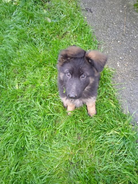 Berger allemand 1000 67320 Baerendorf