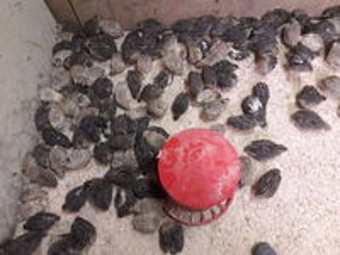   Oeufs de cailles fconds reproducteurs plus de 450 gr. 