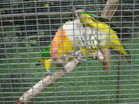   caïque tête orange 