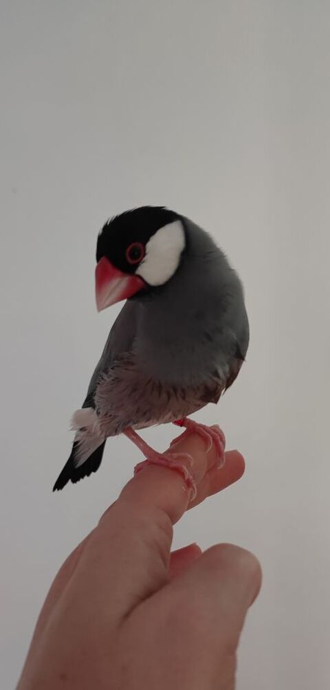 Paddas, eam 80 56250 La vraie-croix