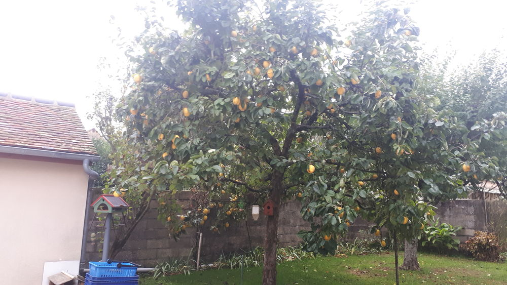 coings bio Jardin