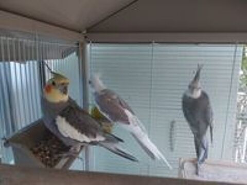   oiseaux calopsitte 