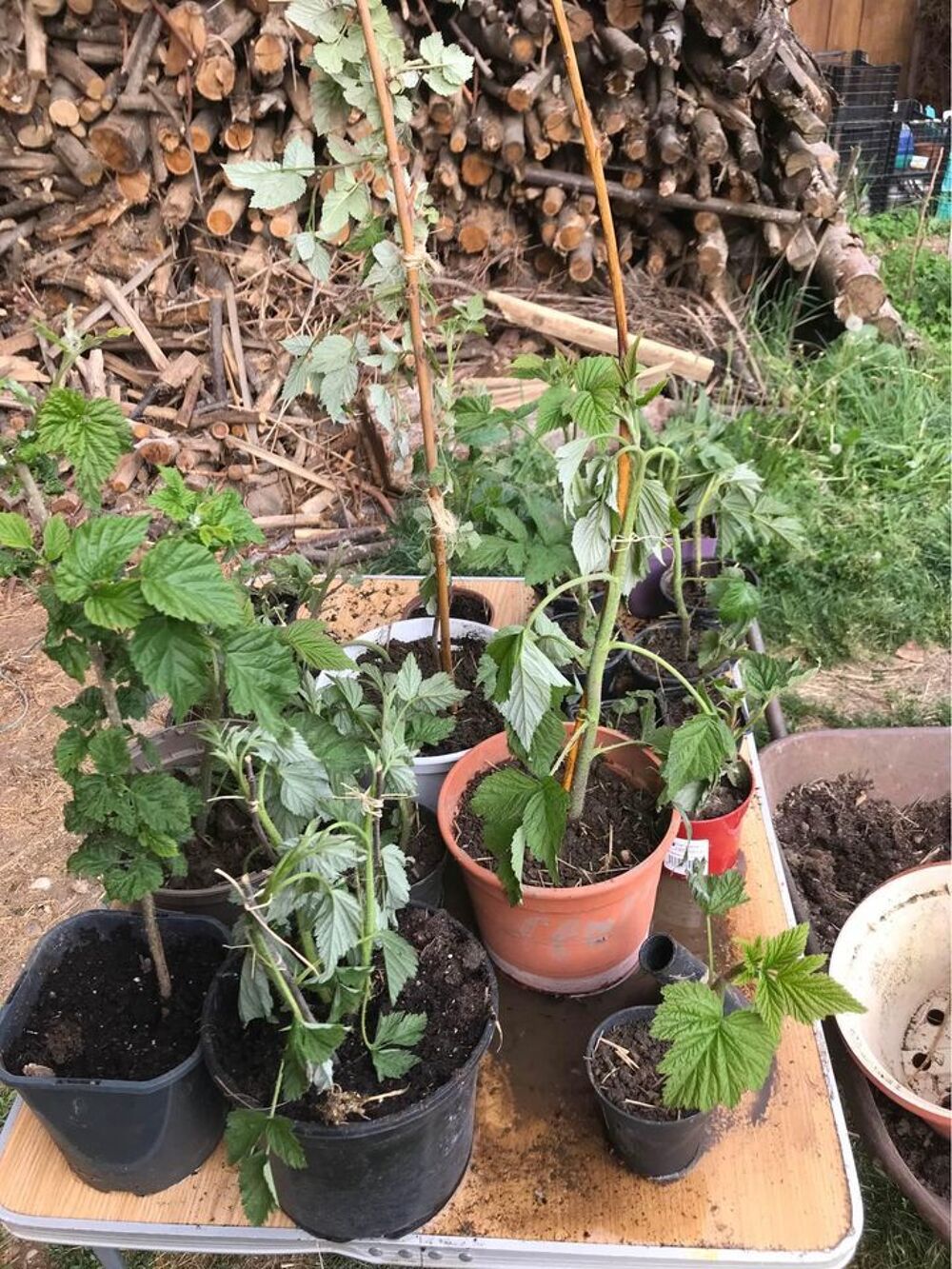 Plants de framboisiers bio Jardin