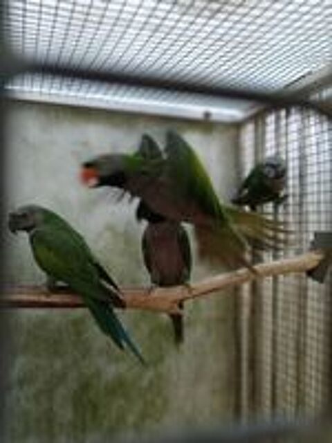   oiseaux perruches derby 